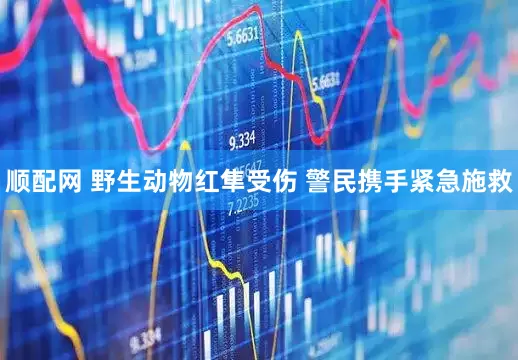 顺配网 野生动物红隼受伤 警民携手紧急施救